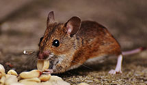24 Hour & Emergency Exterminators in Usa Fulfillment, MD